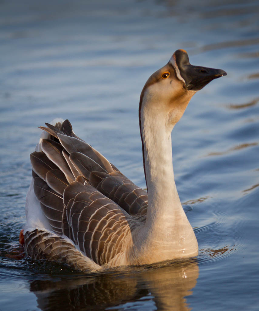 Proud Swan Goose